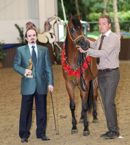 حوافر «أصايل الخالدية» تهز ميادين انجلترا وتبهر الحضور.. والمعود بذهب المهور