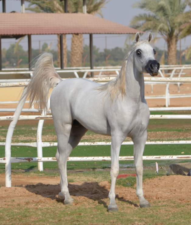 نواف المحمدية