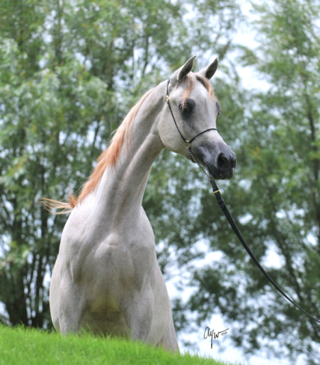 سلمان المحمدية