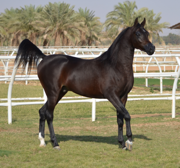 مستكا سترايك