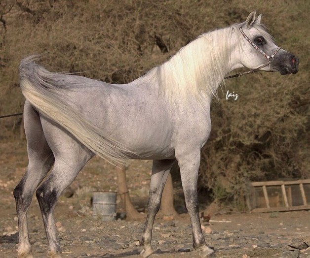 تاج الخيل