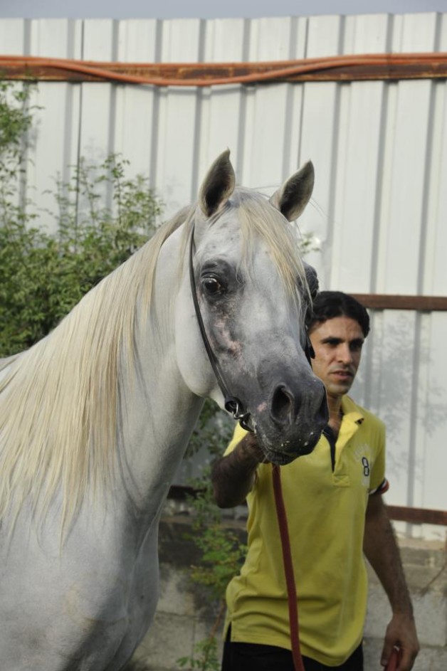 فريد الكنانية