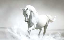 الخيل قيمة شامخة عبر الزمن