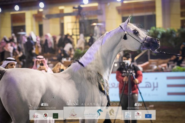 الفحل السوبر ستار “اكسكاليبر اي ايه” لمربط أكمل ينال الذهب بالإجماع في مهرجان الأمير سلطان 2022