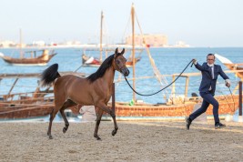 اكتمال الترتيبات لانطلاق النسخة الثانية لمهرجان كتارا الدولي ٢٠٢٢ للخيل العربية
