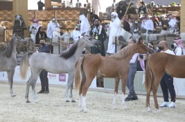 نتائج اليوم الأول لبطولة الخيل العربية الجزيرية بمهرجان كتارا الدولي 2022