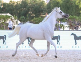 بطولة أبوظبي الدولية للخيول العربية 2022 تنطلق يوم 10 فبراير – البرنامج