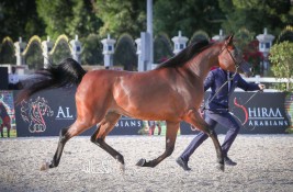 أبوظبي الدولية 2022 ترصد جوائز تصل الى 9 ملايين درهم توزع بالتساوي في البطولات والأشواط