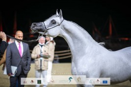 صور مقتطفة من اليوم الثالث لبطولة الخيل العربية الجزيرية بمهرجان كتارا الدولي 2022