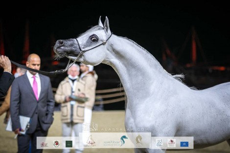 صور مقتطفة من اليوم الثالث لبطولة الخيل العربية الجزيرية بمهرجان كتارا الدولي 2022
