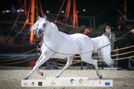 بطولة كتارا الدولية لجمال الخيل فئة “تايتل شو”  تنطلق اليوم