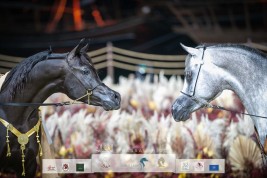 صور مقتطفة من اليوم الختامي لبطولة الخيل العربية الجزيرية بمهرجان كتارا الدولي 2022