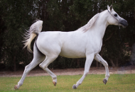 مربط اللوى يقيم العرض الودي الثامن للخيل العربية الأصيلة برعاية “مربط الجندل”