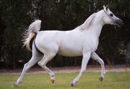 مربط اللوى يقيم العرض الودي الثامن للخيل العربية الأصيلة برعاية “مربط الجندل”