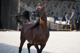 تأجيل بطولة كأس الخليج وبطولة الشرقية 2022 وموعد جديد خلال العام سيلعن بعد الدراسة