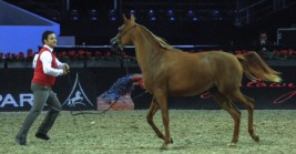 «فاي الشقب» تحقق أول ألقاب بطولة العالم لجمال الخيل