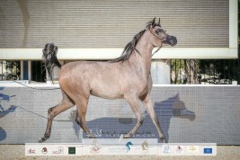 نتائج اليوم الأول لبطولة أبوظبي 2022 الدولية للخيل العربية