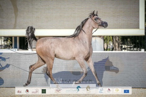 نتائج اليوم الأول لبطولة أبوظبي 2022 الدولية للخيل العربية