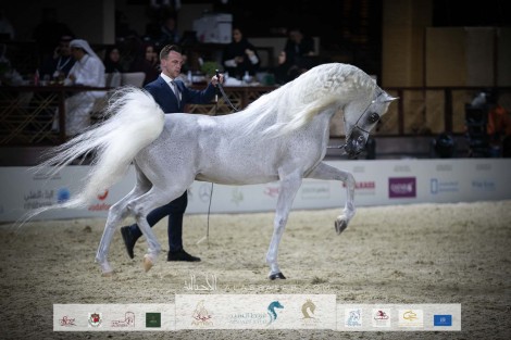 نتائح اليوم الثالث بالصور لبطولة كتارا الدولية “تايتل شو” 2022 لجمال الخيل العربية