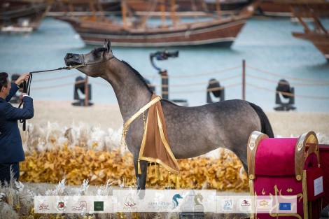 النتائج النهائية بالصور لبطولة كتارا الدولية “تايتل شو” 2022 لجمال الخيل العربية