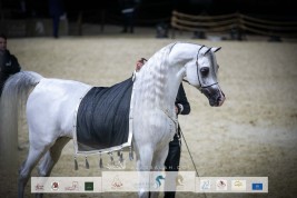 صور مقتطفة من اليوم الختامي لبطولة كتارا الدولية “تايتل شو”  2022 لجمال الخيل العربية