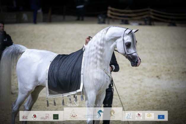 صور مقتطفة من اليوم الختامي لبطولة كتارا الدولية “تايتل شو”  2022 لجمال الخيل العربية