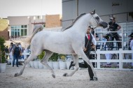 نتائج اليوم الثالث لبطولة أبوظبي الدولية لجمال الخيل العربية 2022
