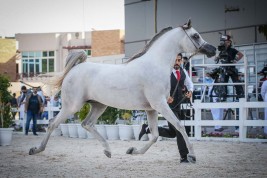 نتائج اليوم الثالث لبطولة أبوظبي الدولية لجمال الخيل العربية 2022