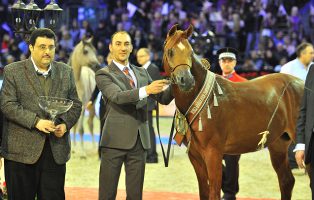 نصيب الجياد السعوديه المشاركة ببطولة العالم بلاتينيوم وذهب وفضة وبرونز..