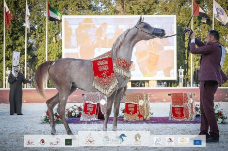 صور مقتطفة من بطولة ابوظبي الدولية ٢٠٢٢ لجمال الخيل العربية