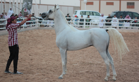 نتائج العرض الودي الثامن لمربط اللوى برعاية مربط الجندل للخيل العربية الأصيلة