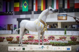 النتائج النهائية بالصور لمهرجان الشارقة الدولي للجواد العربي 2022