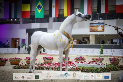 النتائج النهائية بالصور لمهرجان الشارقة الدولي للجواد العربي 2022