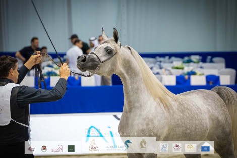 صور مقتطفة من اليوم الأول لبطولة دبي الدولية ٢٠٢٢ لجمال الخيل العربية الأصيلة