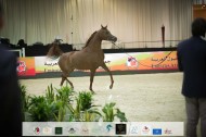 بطولة الإمارات لمربي الخيل العربية 2022 تنطلق اليوم – البرنامج