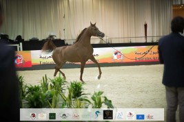 بطولة الإمارات لمربي الخيل العربية 2022 تنطلق اليوم – البرنامج