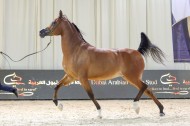 نتائج اليوم الثاني لبطولة الإمارات لمربي الخيل العربية 2022