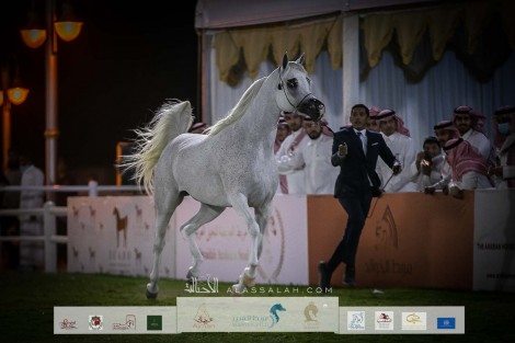 النتائج النهائية بالصور للبطولة الوطنية الـ11 للخيل العربية الأصيلة 2022