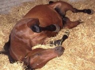 المغص التقلصى فى الخيول الأسباب والعلاج