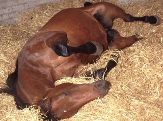 المغص التقلصى فى الخيول الأسباب والعلاج