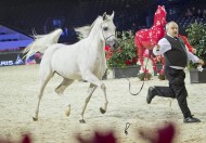 النتائج المصورة لبطولة العالم للخيل العربية الأصيلة ٢٠١٢