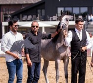 “آر دي اس فولكانو” يهدي الوجبة لقب ذهبي في بطولة نهاية الأسبوع للخيل العربية بهولندا 2022