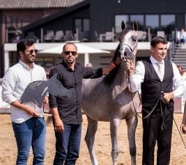 “آر دي اس فولكانو” يهدي الوجبة لقب ذهبي في بطولة نهاية الأسبوع للخيل العربية بهولندا 2022