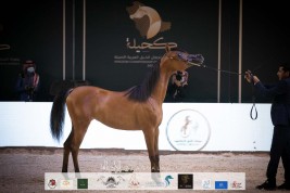 511 رأساً من الخيل العربية في انطلاقة بطولة كحيلة غداً الأربعاء