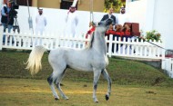 خيول مربط عجمان تتفوق في مهرجان الشارقة