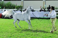 بدء التسجيل ببطولة ابوظبي الدولية لجمال الخيل العربية الأصيلة ٢٠١٣