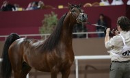 التسجيل ببطولة قطر الدولية الـ ٢٢ لجمال الخيل العربية الأصيلة