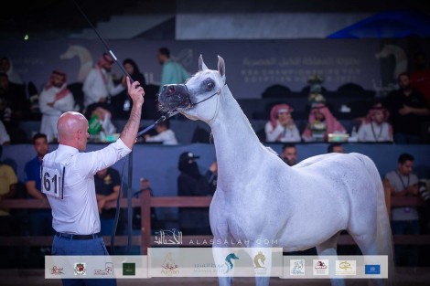 النتائج النهائية بالصور لبطولة المملكة الدولية لجمال الخيل العربية المصرية “كحيلة”، 2022