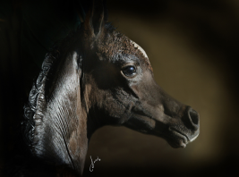 بدء التسجيل ببطولة بوذيب لمربي الخيول العربية الأصيلة ٢٠١٣