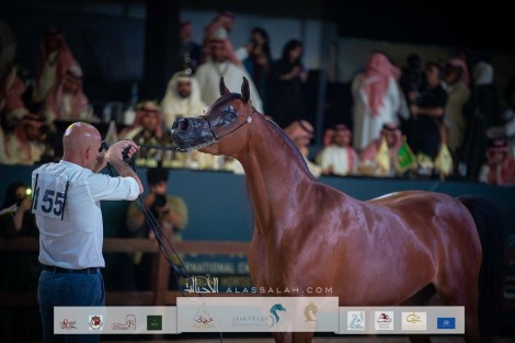 نتائج اليوم الثاني بالصور لبطولة المملكة الدولية للخيل العربية “كحيلة” 2022